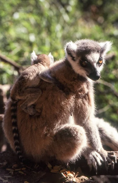 Gyűrűsfarkú Foemlosök Berenty Private Reserve Anosy Madagaszkár — Stock Fotó