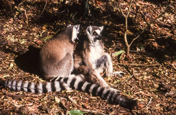 Ringstaartmaki Lemur Catta Berenty Private Reserve Anosy Madagaskar — Stockfoto