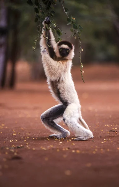 El lémur Sifaka de Verreaux —  Fotos de Stock