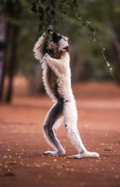 Sifaka Lemur de Verreaux — Photo