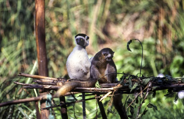 Verreaux Sifaka Lemur Propithecus Verreauxi Parc Menabe Toliara Madagasca — Stockfoto