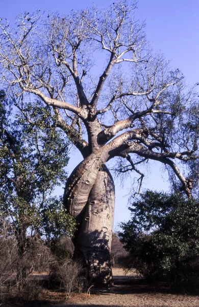 Baobab innamorato — Foto Stock