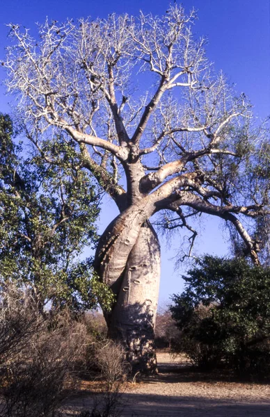 Baobab enamorado — Foto de Stock