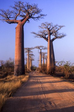 Baobab Bulvarı