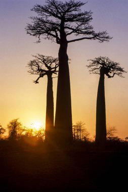 Baobab Bulvarı