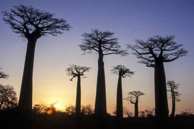 Baobab Bulvarı