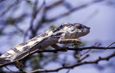 Oustalet 'in Bukalemunu (Furcifer oustaleti), Ramena, Antsiranana veya Diego Suarez, Madagaskar, Afrika