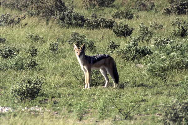 Preto Jakal Backups Canis Mesomelas Central Kalahari Game Reserve Ghanzi — Fotografia de Stock
