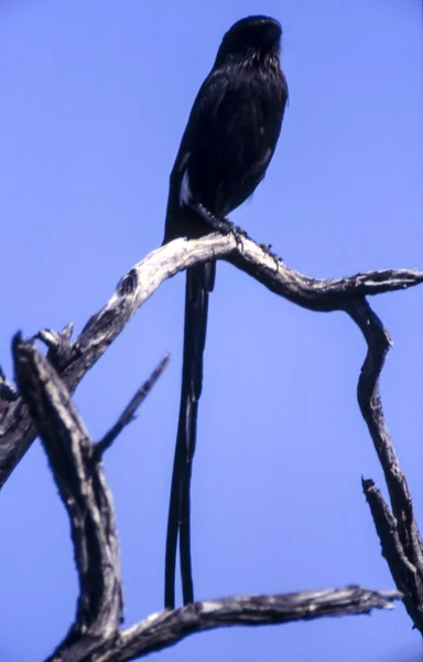 Central Kalahari Wildreservaat Ghanzi Botswana Longtail Shrike Corvinella Melanoleuca Afrika — Stockfoto