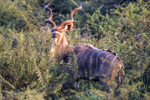 Kudu — 스톡 사진