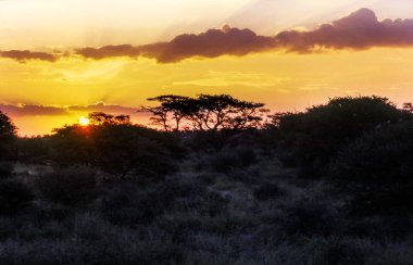 Xaxa, orta Kalahari oyun rezerv, Ghanzi, Botswana, Afric