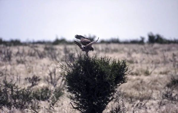 Pale Chanting Goshawk — Stock Photo, Image