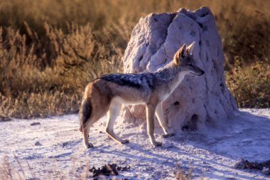 Siyah Backed Jakal (Canis mesomelas), orta Kalahari Game Reserve, Ghanzi, Botswana, Afric