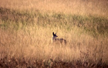 Siyah Backed Jakal (Canis mesomelas), orta Kalahari Game Reserve, Ghanzi, Botswana, Afrika