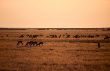 Springbok (Antidorcas marsupialis), orta Kalahari Game Reserve, Ghanzi, Botswana, Afric