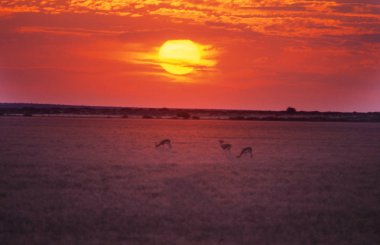 Springbok ile batımında Piper Pan