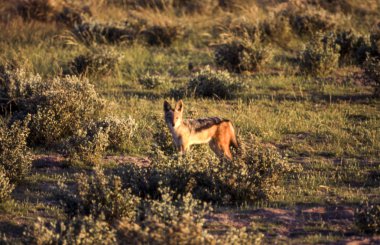 Siyah Backed Jakal (Canis mesomelas), orta Kalahari Game Reserve, Ghanzi, Botswana, Afrika