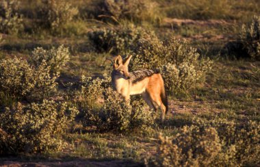 Siyah Backed Jakal (Canis mesomelas), orta Kalahari Game Reserve, Ghanzi, Botswana, Afrika