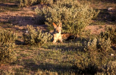 Siyah Backed Jakal (Canis mesomelas), orta Kalahari Game Reserve, Ghanzi, Botswana, Afrika