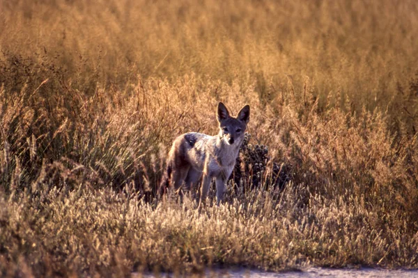 Svart Uppbackad Jakal Canis Mesomelas Central Kalahari Game Reserve Ghanzi — Stockfoto