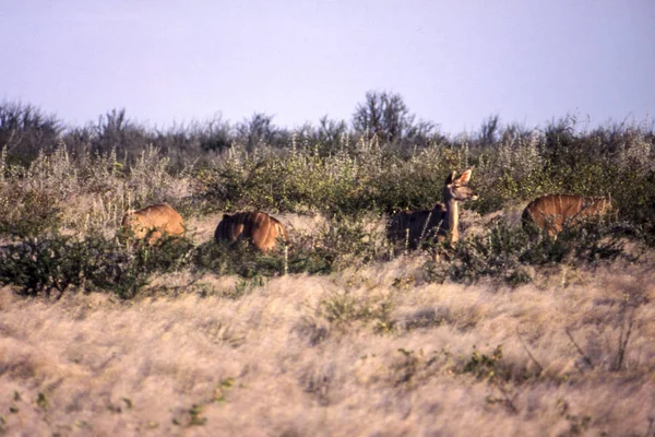 Kudu Tragelaphus Strepsiceros Központi Kalahári Game Reserve Ghanzi Botswana Afric — Stock Fotó