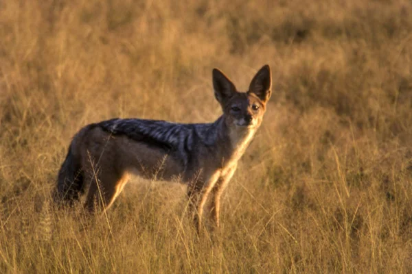 Svart Uppbackad Jakal Canis Mesomelas Central Kalahari Game Reserve Ghanzi — Stockfoto