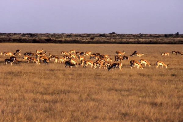 Springbok Antidorcas Marsupialis Központi Kalahári Game Reserve Ghanzi Botswana Afric — Stock Fotó