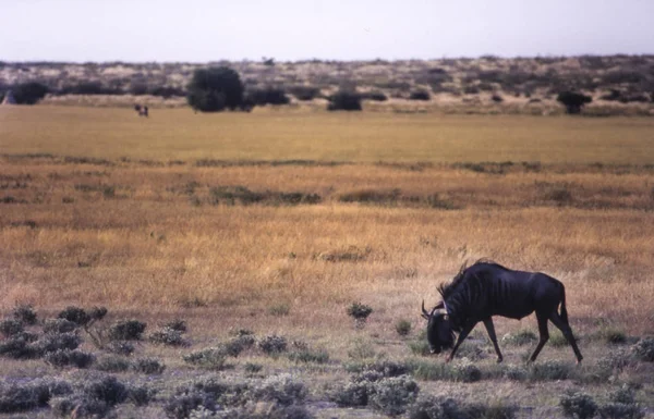 Kék Gnú Connochaetes Taurinus Központi Kalahári Game Reserve Ghanzi Botswana — Stock Fotó