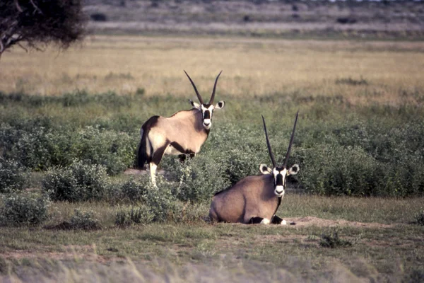 Gemsbok Oryx Gazella 中部卡拉哈里狩猎保护区 博茨瓦纳 Ghanzi Afric — 图库照片