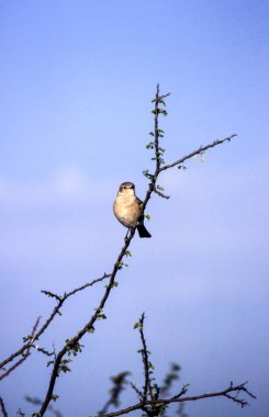 Willow çıvgın (Phylloscopus trochilus), orta Kalahari Game Reserve, Ghanzi, Botswana, Afrika