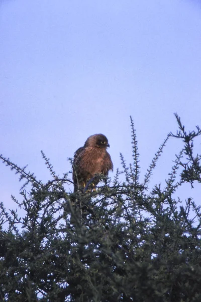 Brown Snake Eagle Circaetus Cinereus Central Kalahari Game Reserve Ghanzi — Stock Photo, Image