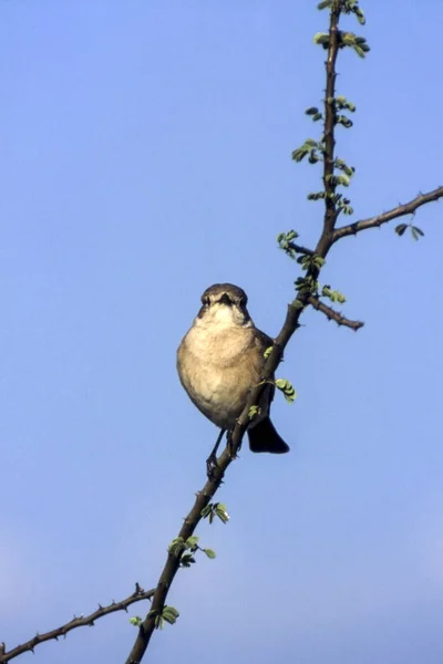 Phylloscopus Trochilus 보츠와나 아프리카 — 스톡 사진