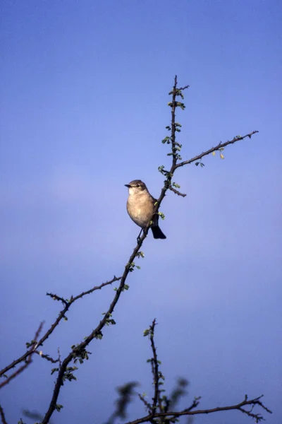 Wierzba Phylloscopus Trochilus Lasówka Central Kalahari Game Reserve Ghanzi Botswana — Zdjęcie stockowe