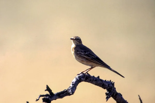 Klappernde Cisticola Cisticola Chiniana Zentrales Kalahari Wildreservat Ghanzi Botswana Afrika — Stockfoto