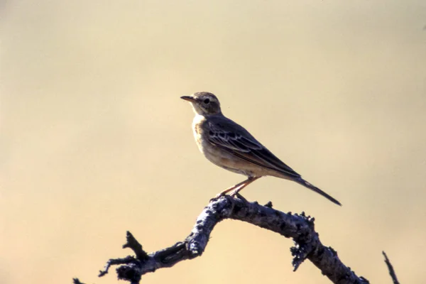 Klappernde Cisticola Cisticola Chiniana Zentrales Kalahari Wildreservat Ghanzi Botswana Afric — Stockfoto