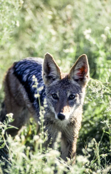 Black Backed Jakal Canis Mesomelas Cagar Alam Permainan Kalahari Tengah — Stok Foto