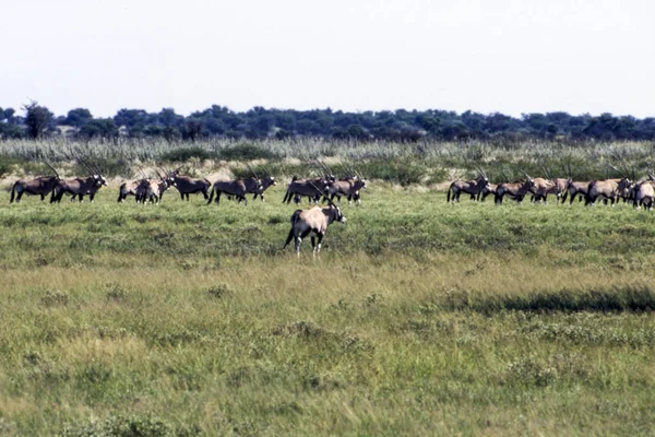 Gemsbok Oryx Gazella Central Kalahari Game Reserve Ghanzi Botswana Africa — Stock Photo, Image