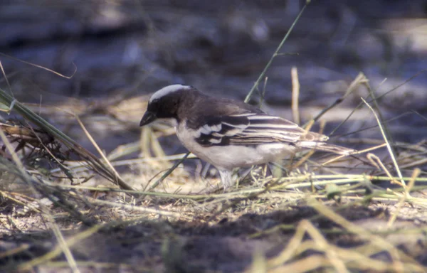 Whitebrowed Wróbel Tkacz Plocepasser Mahali Central Kalahari Game Reserve Ghanzi — Zdjęcie stockowe