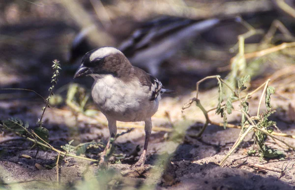Whitebrowed Sparrow Weaver Plocepasser Mahali Central Kalahari Game Reserve Ghanzi — Fotografia de Stock