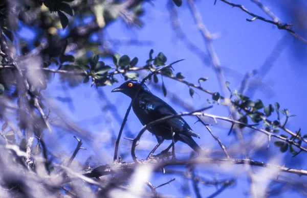 Glossy Starling Lamprotornis Nitens Central Kalahari Wildreservaat Ghanzi Botswana Afric — Stockfoto