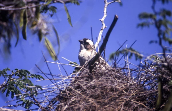 Central Kalahari Wildreservaat Ghanzi Botswana Whitebrowed Sparrow Wever Plocepasser Mahali — Stockfoto