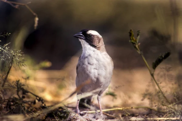 Whitebrowed Veréb Szövőmadár Plocepasser Mahali Központi Kalahári Game Reserve Ghanzi — Stock Fotó