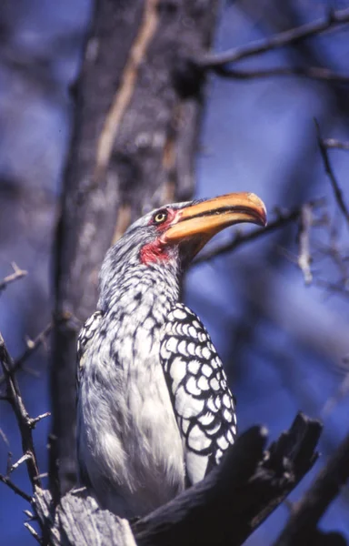 Südlicher Gelbschnabelvogel Tockus Flavirostris Zentrales Kalahari Wildreservat Ghanzi Botswana Afrika — Stockfoto