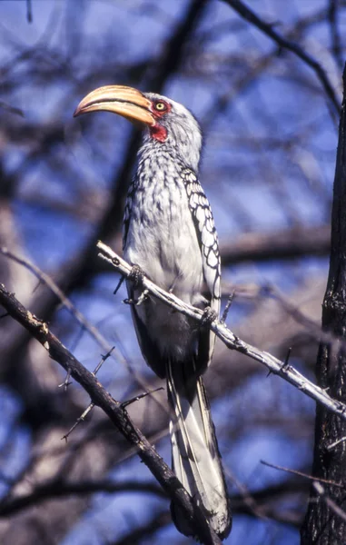 Hornbill Bec Jaune Sud Tockus Flavirostris Réserve Centrale Gibier Kalahari — Photo