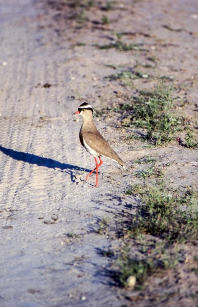 Coroado Plover Vanellus Coronatus Central Kalahari Game Reserve Ghanzi Botswana — Fotografia de Stock