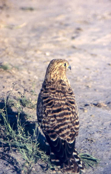 Meer Torenvalk Falco Rupicoloides Central Kalahari Wildreservaat Ghanzi Botswana Afrika — Stockfoto