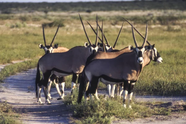Gemsbock Oryx Gazella Central Kalahari Game Reserve Ghanzi Botswana Afric — Stockfoto
