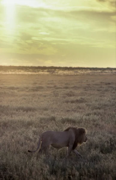 Lion Panthera Leo Central Kalahari Game Reserve Ghanzi Botswana Africa — Stock Photo, Image