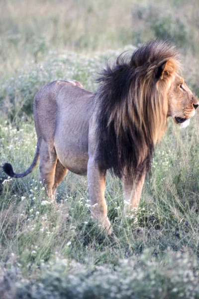 Leão Panthera Leo Central Kalahari Game Reserve Ghanzi Botswana África — Fotografia de Stock