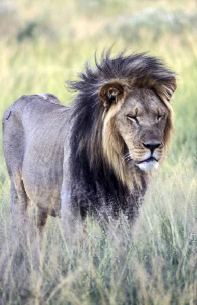 Lion Panthera Leo Central Kalahari Game Reserve Ghanzi Botswana Afrika — Stockfoto